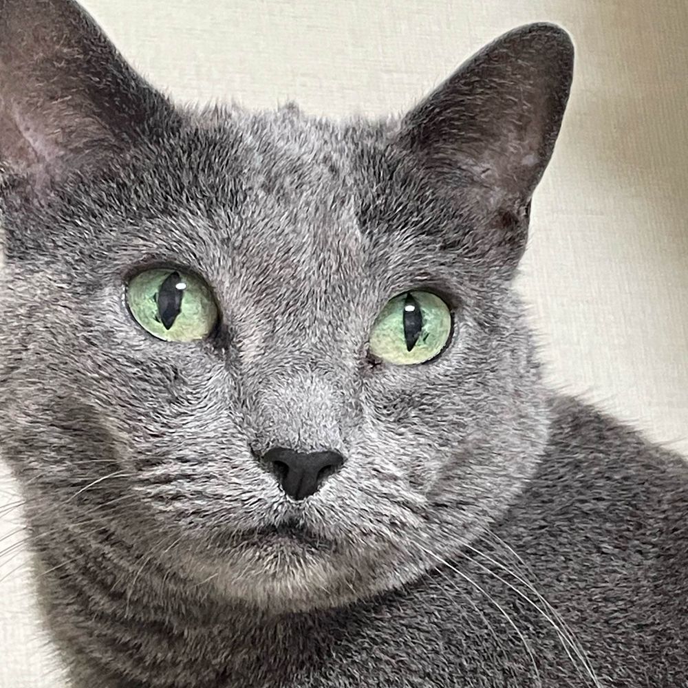 shirayuri825.bsky.social