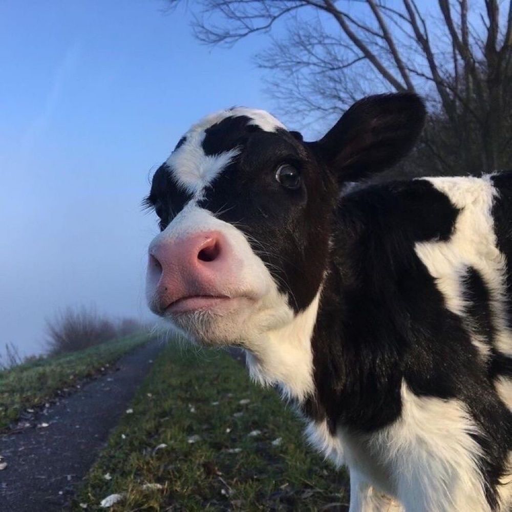 Cows 🐮