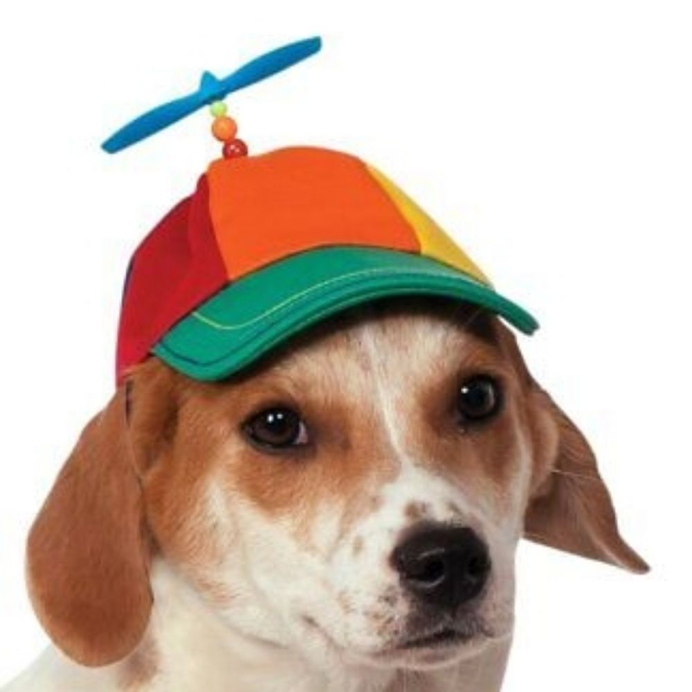 Dog Water