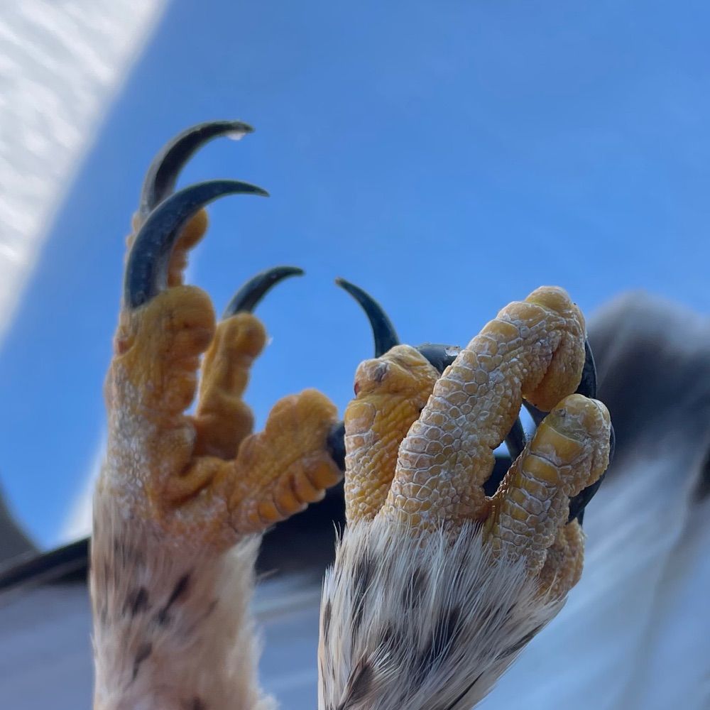 JABBIRDART