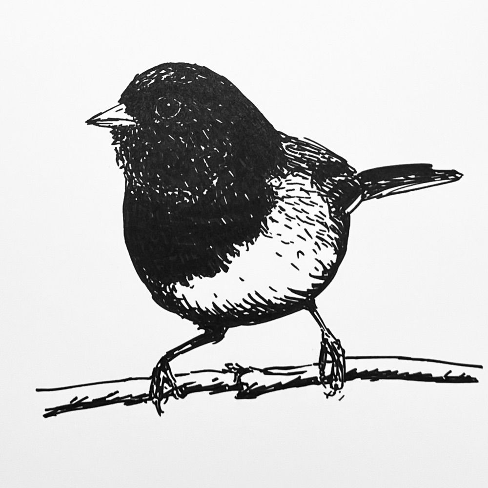 Hello Junco
