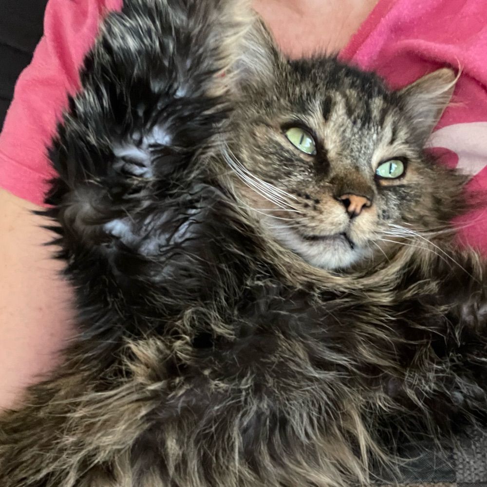 Tiny Lion Leo