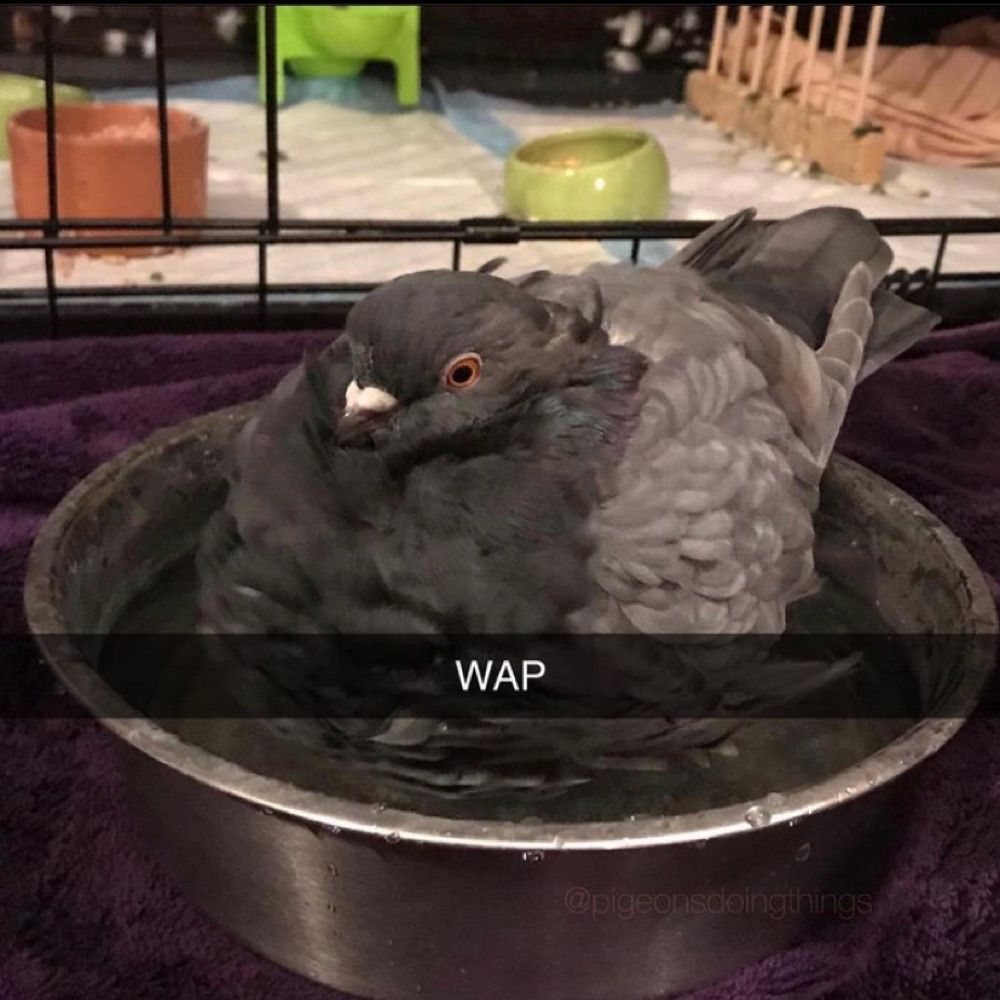 Pigeon