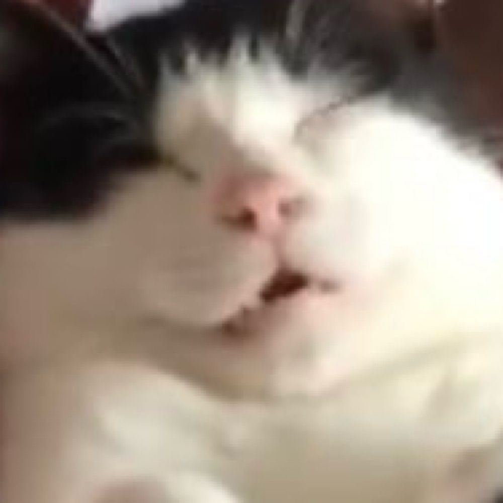 🐱僕、猫です🐱