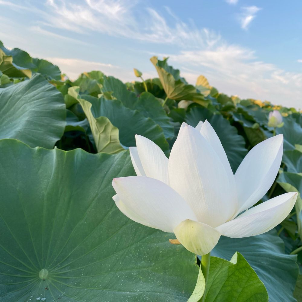 睡蓮