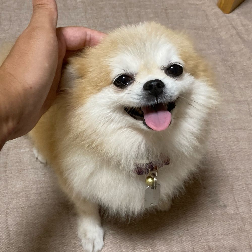 いまムー