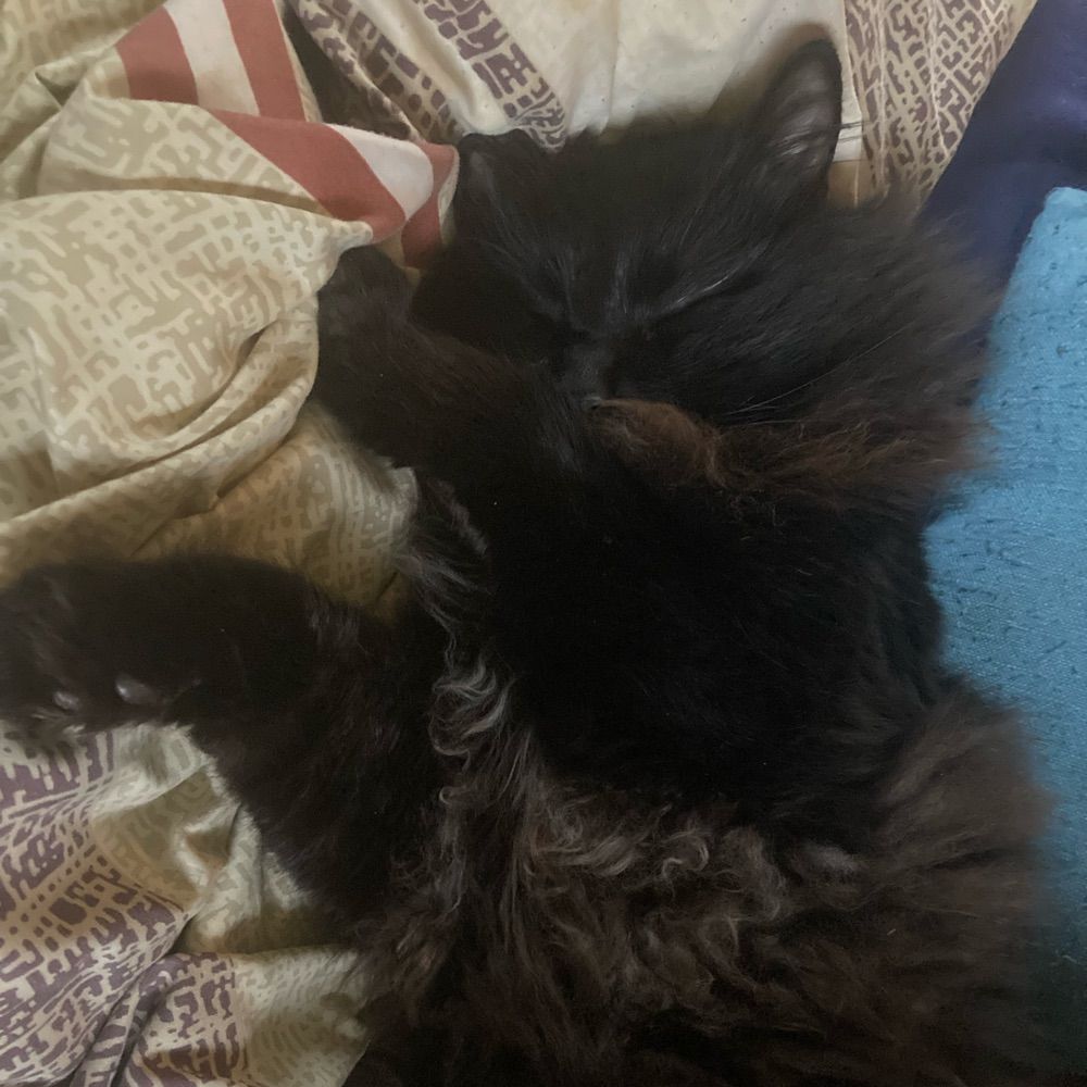 kaleb-morrison.bsky.social