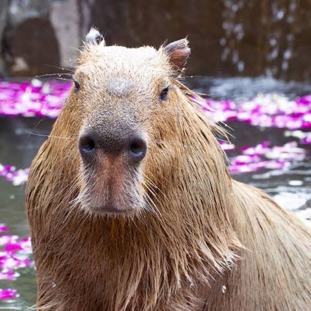 Capyvara