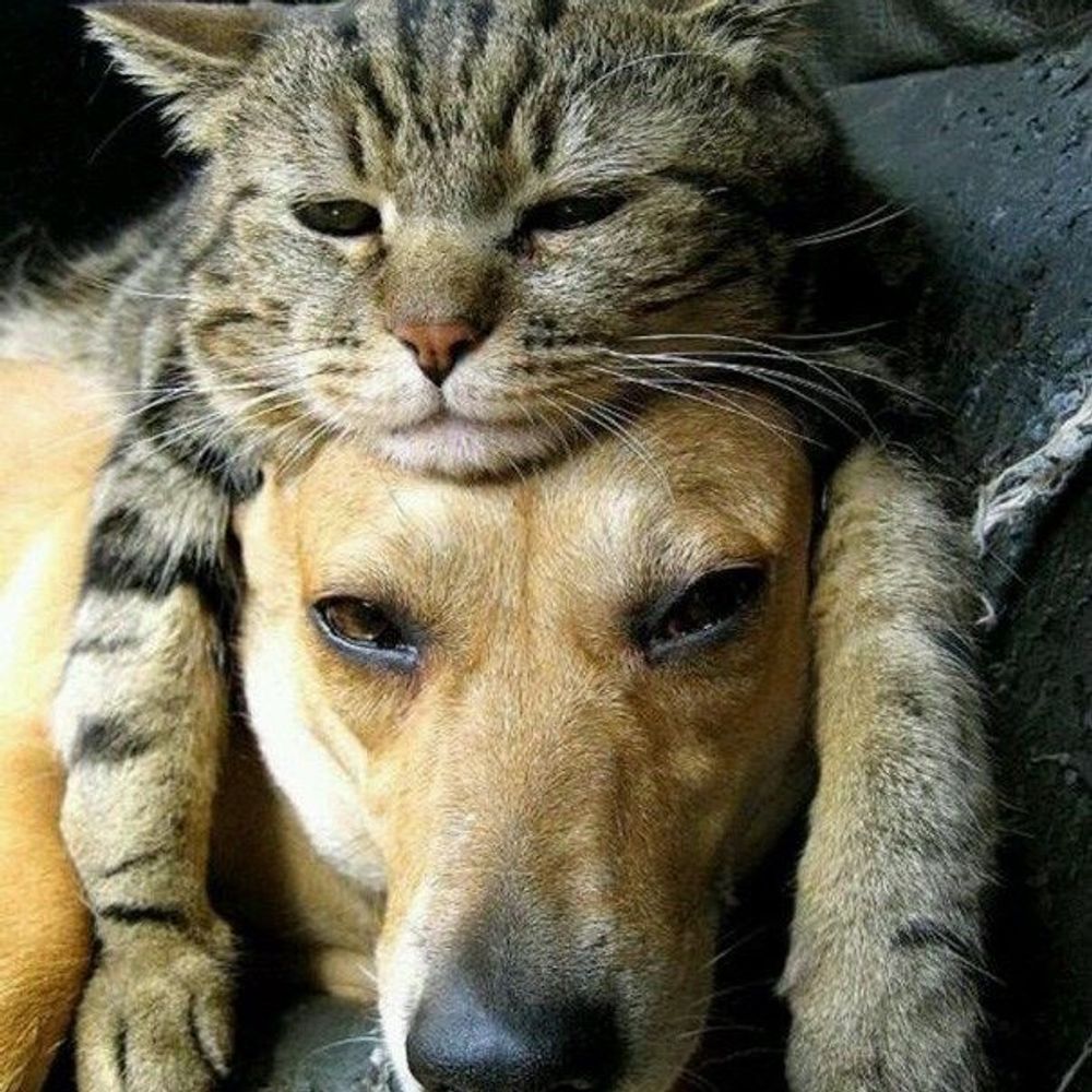 No Context Animals