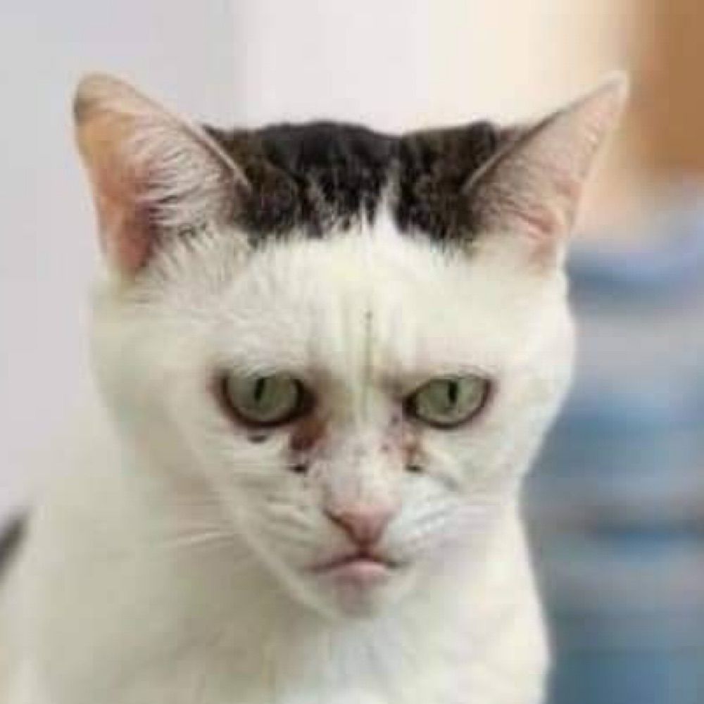 fodencat