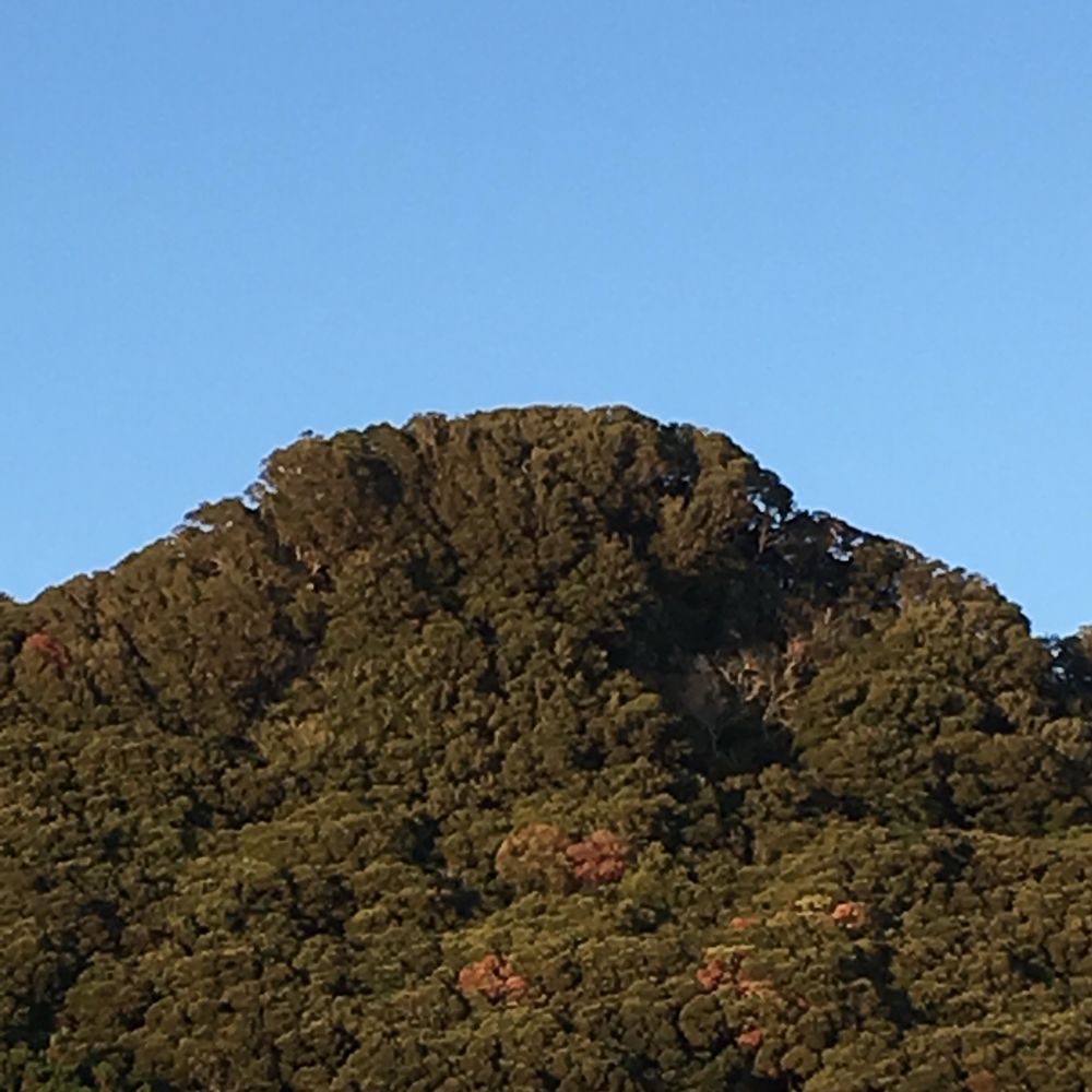 ブロッコリー山