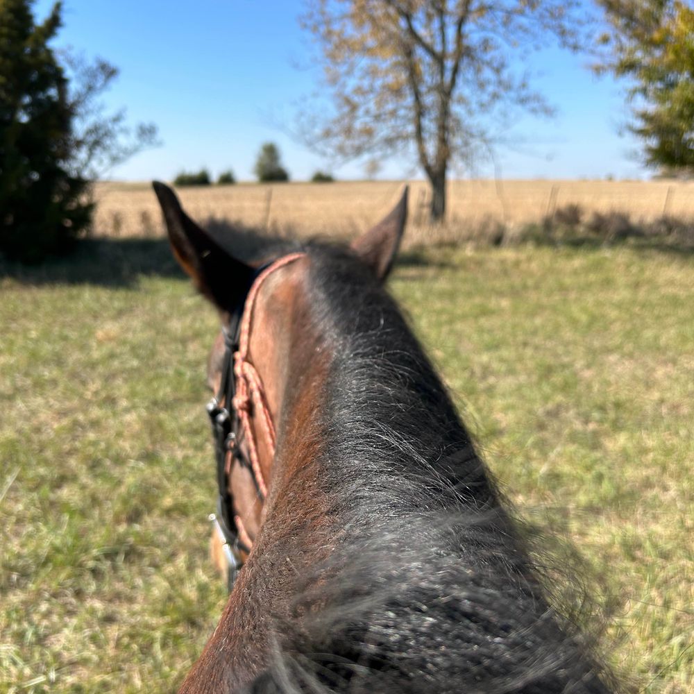 Cleveland Bay Horses