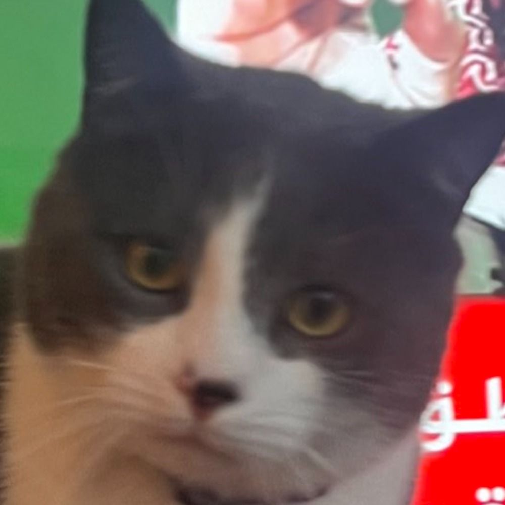 www