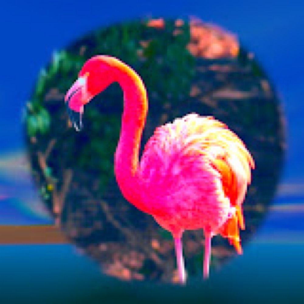 The Flamingo House