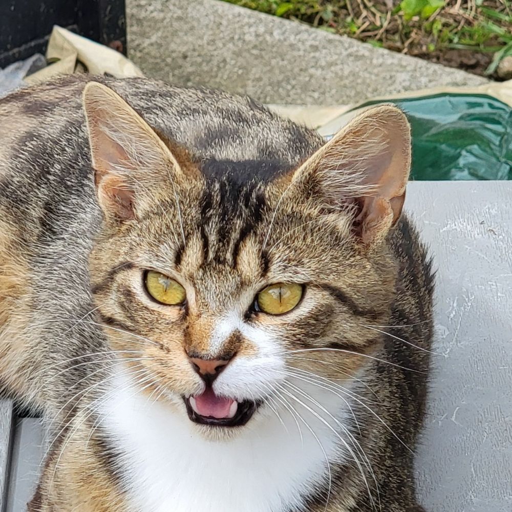 iced_garfield