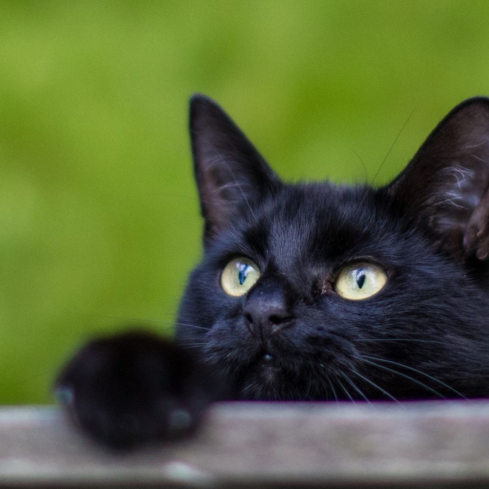 黒猫2