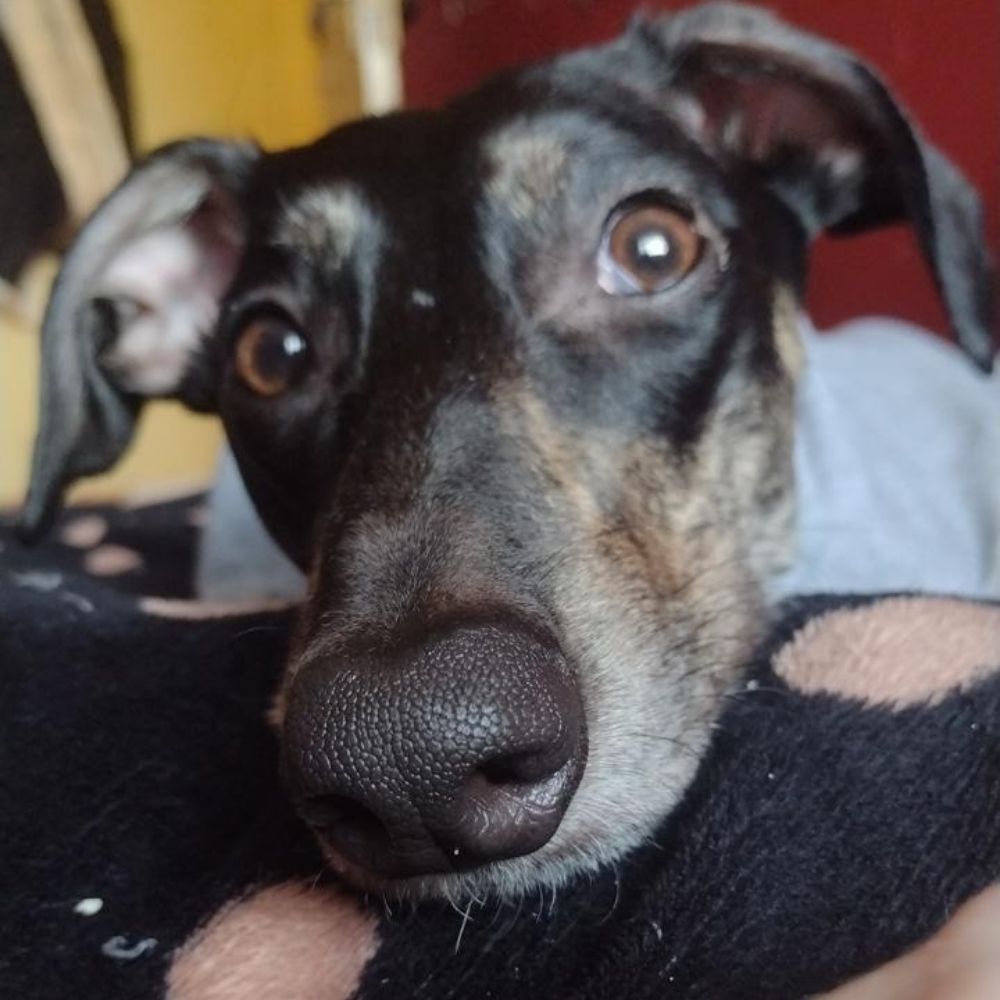 Bluey