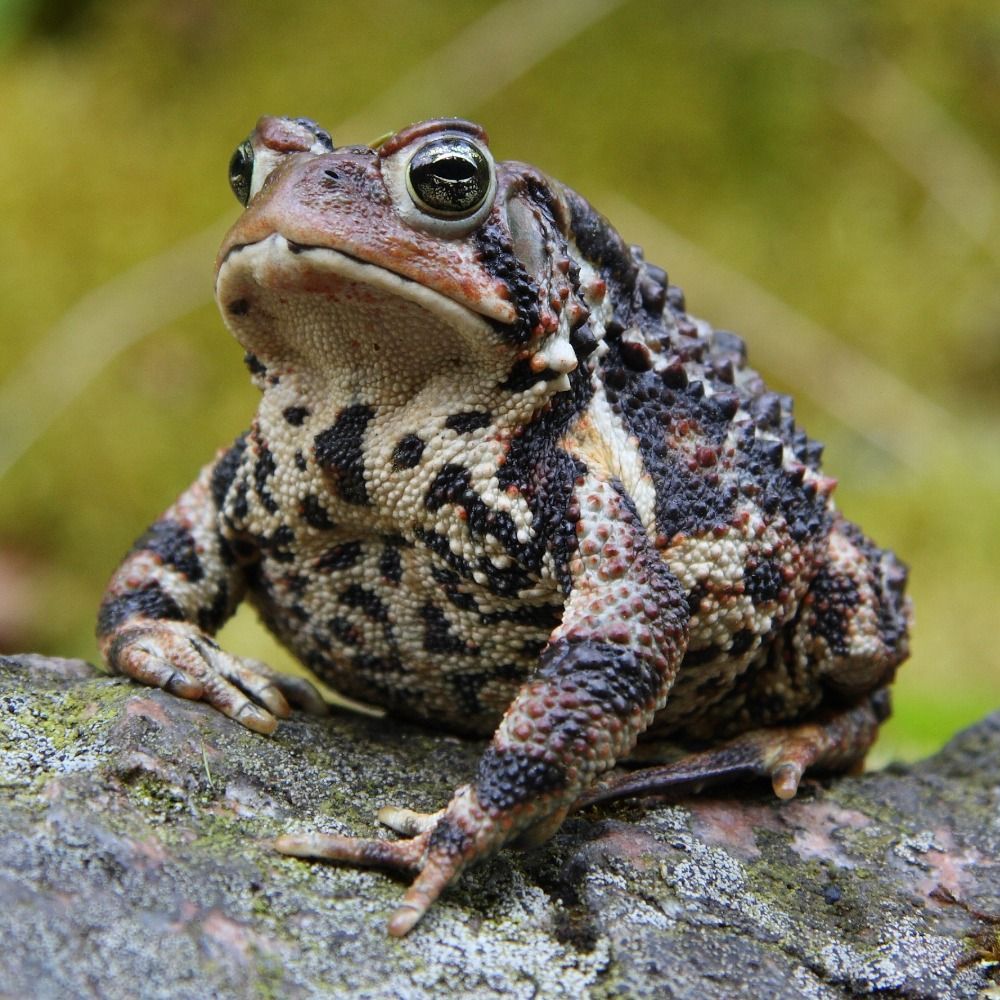 Toad Facts