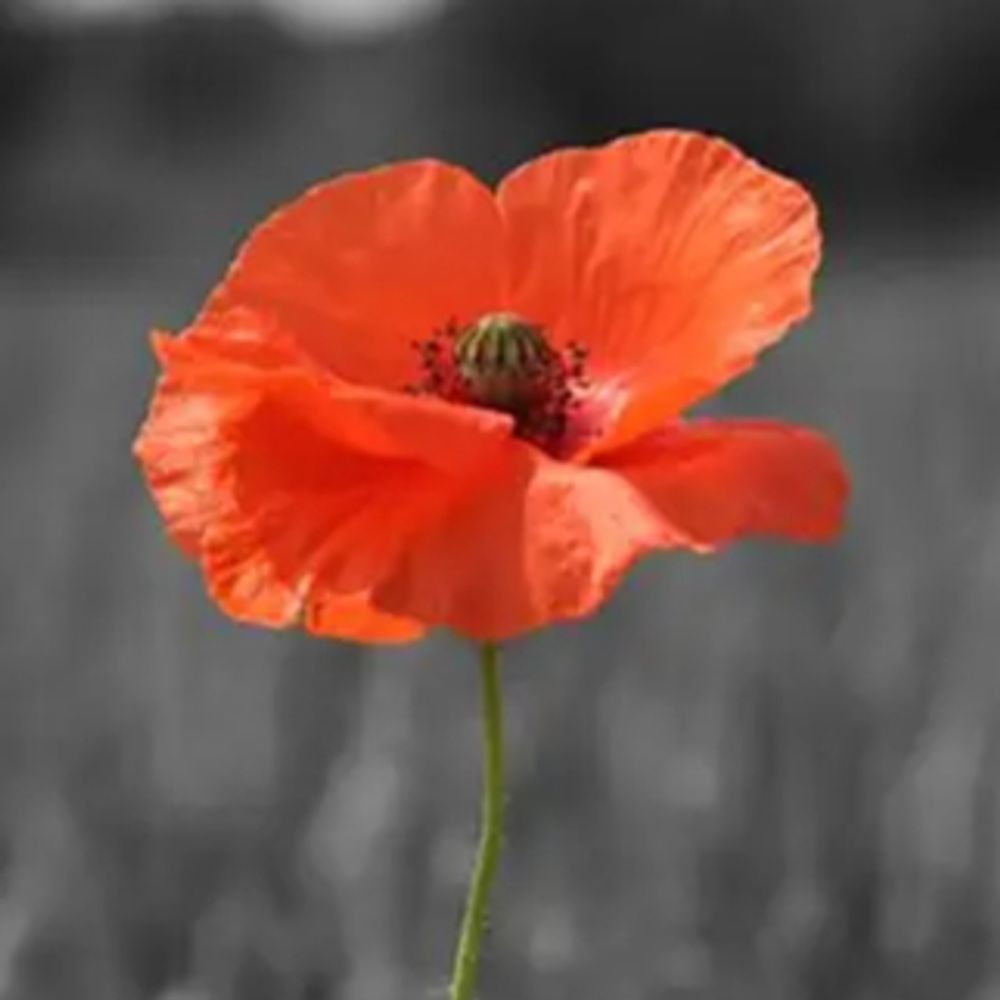 stopthetories.bsky.social