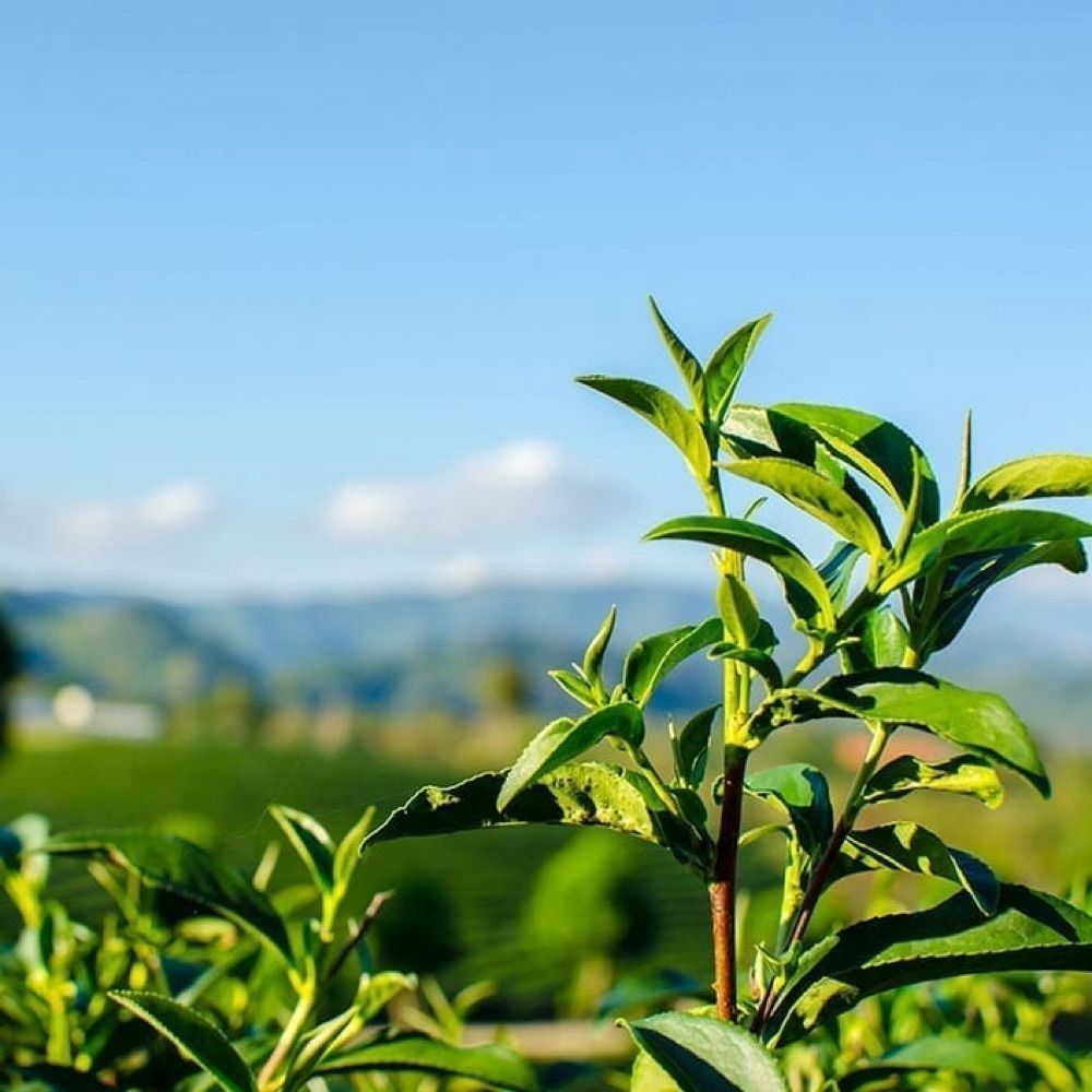 Tea