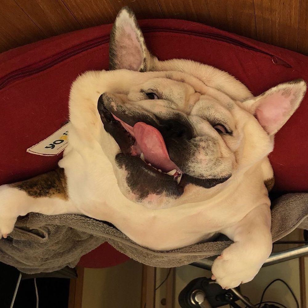 Beesuke