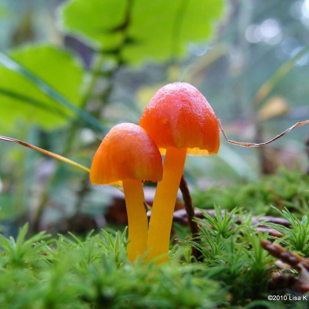 Mycologista Lisa