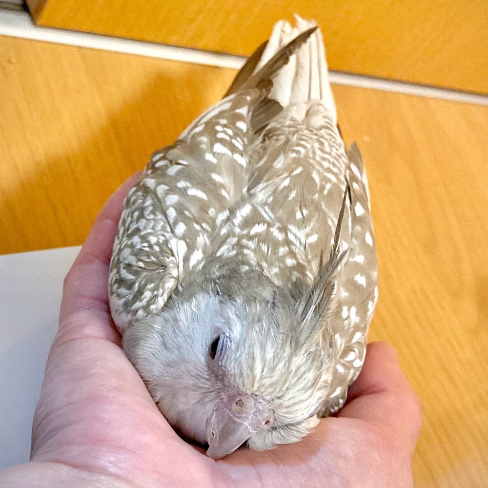 くろっく