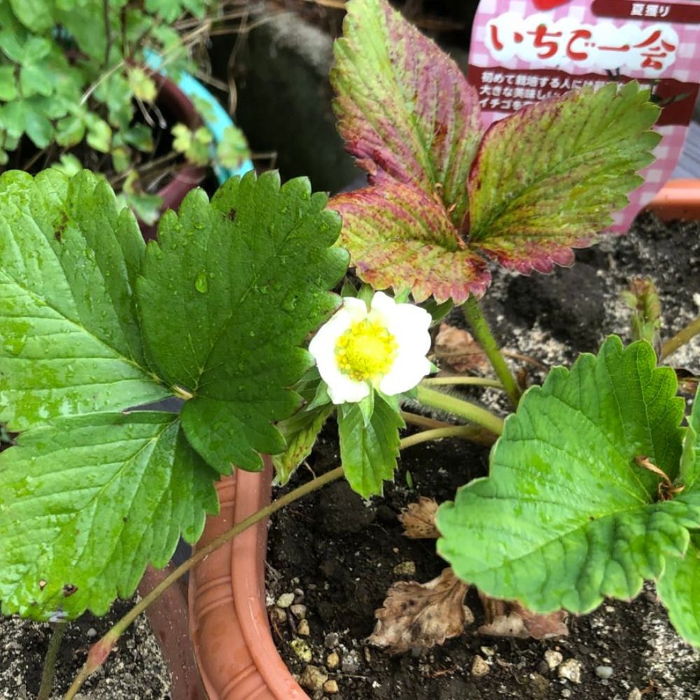 キュゥべえ
