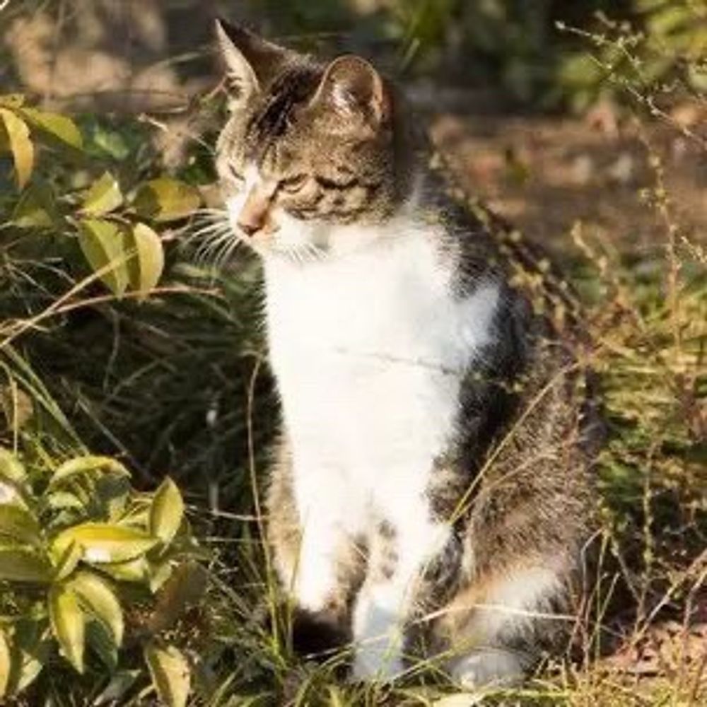 ささのは
