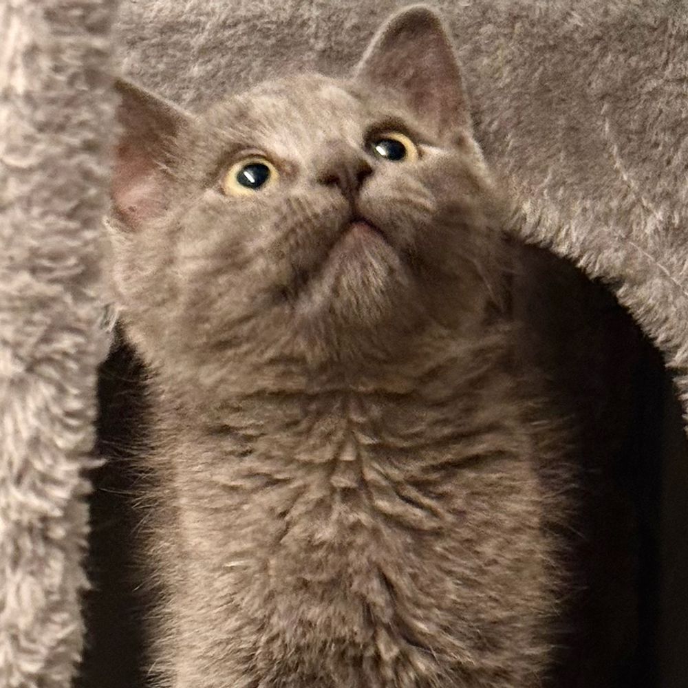 JasperVerde