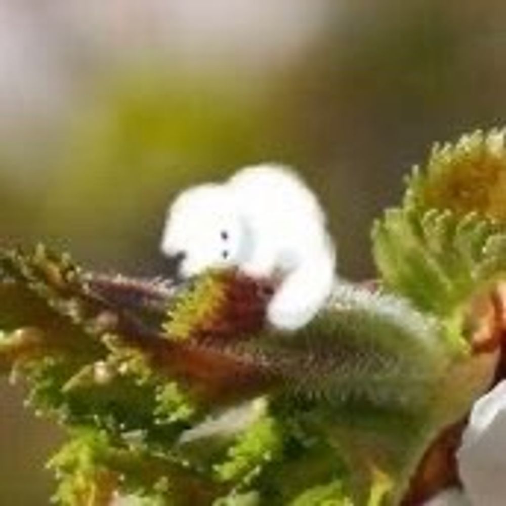 朔