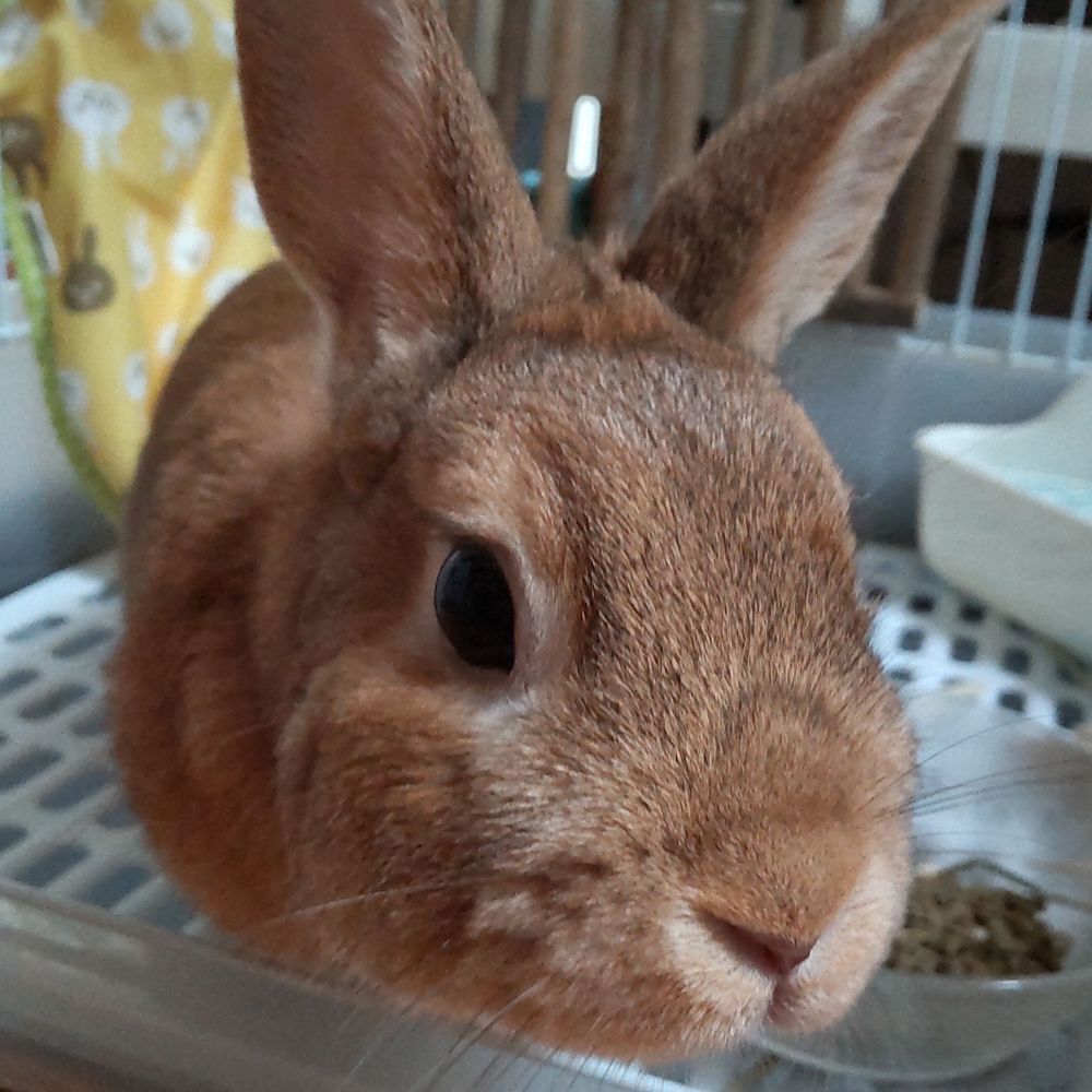 TOMU🐰