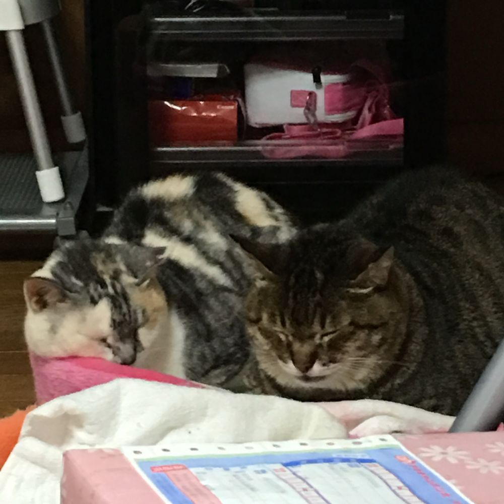 あまふぃん