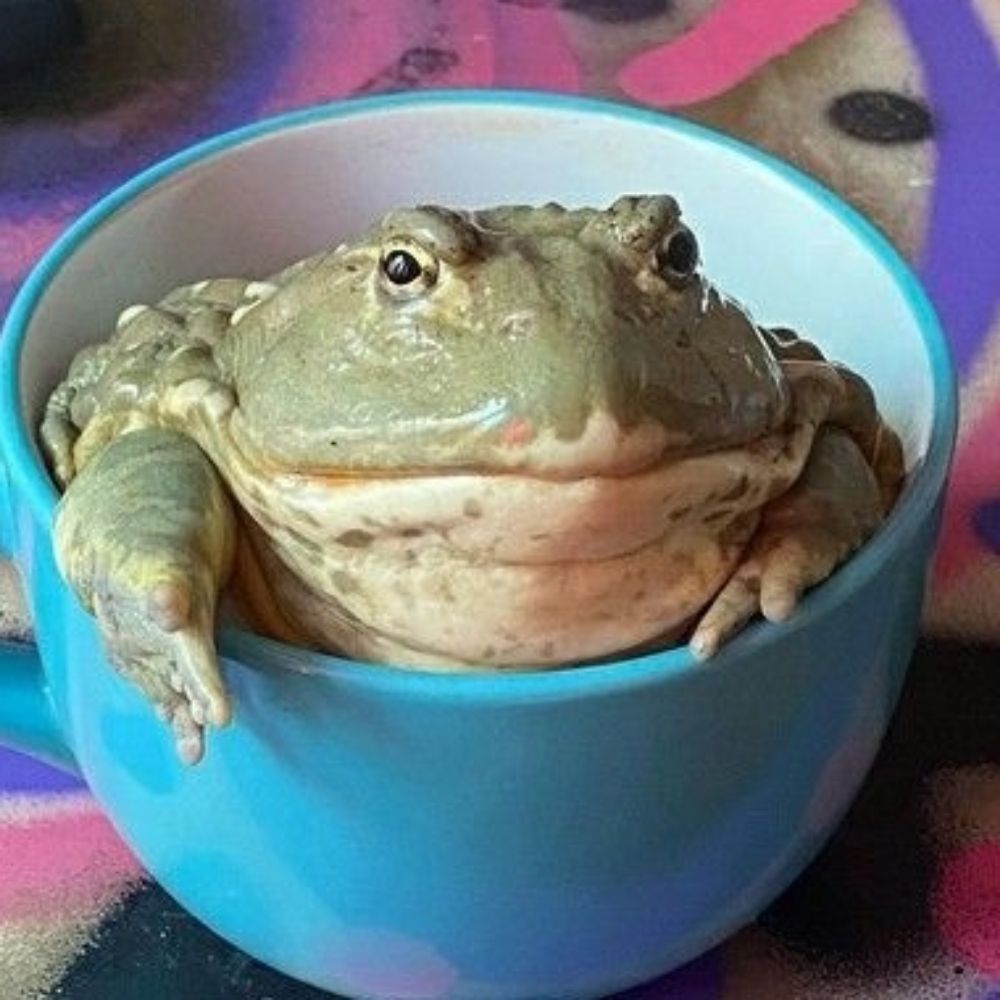 FroggyArt
