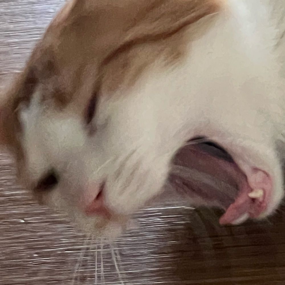 럭키오