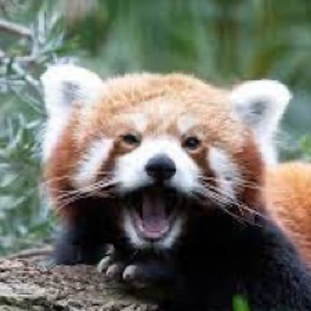 Cassandra Panda