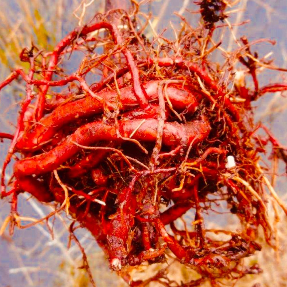 Meat Forest