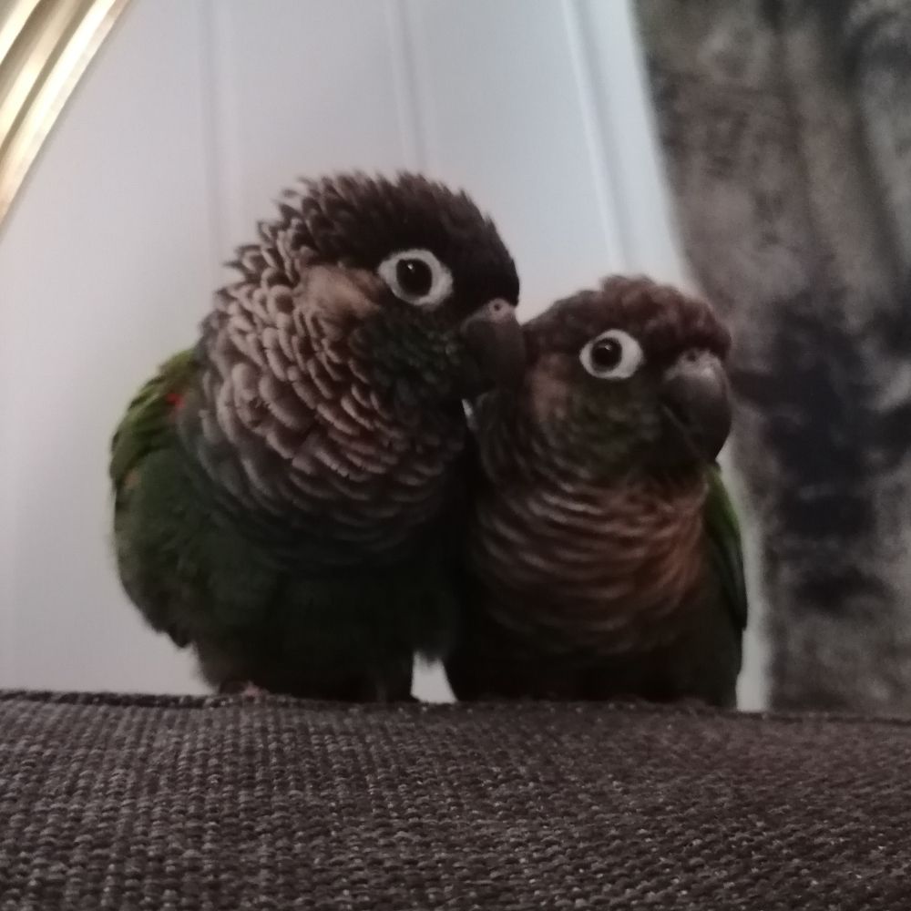 TamedSlime 🦜