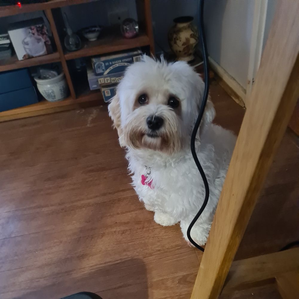 Fiona from Canberra with Molly and Angus  Havanese