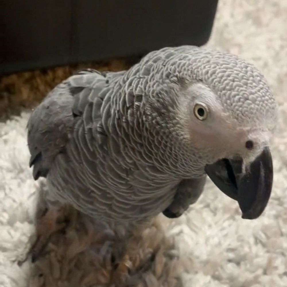 African Grey parrots