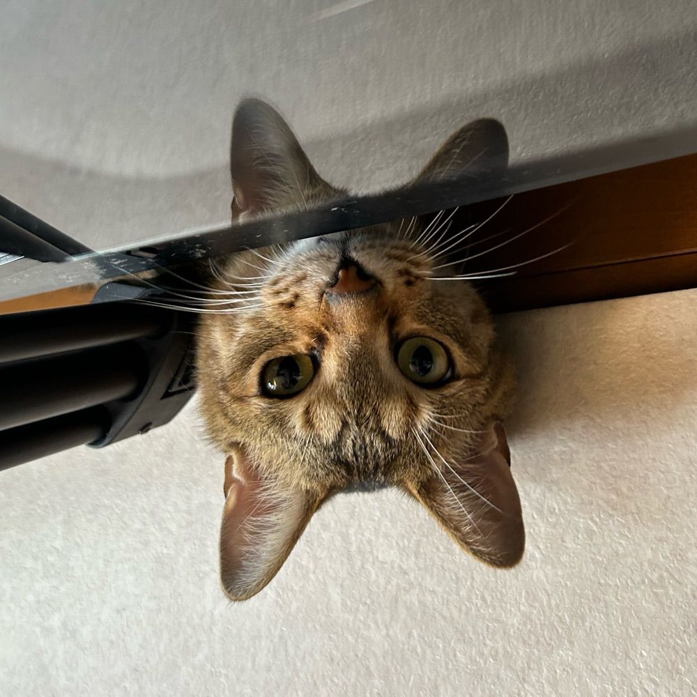 鳴かない猫ほどよく喋る