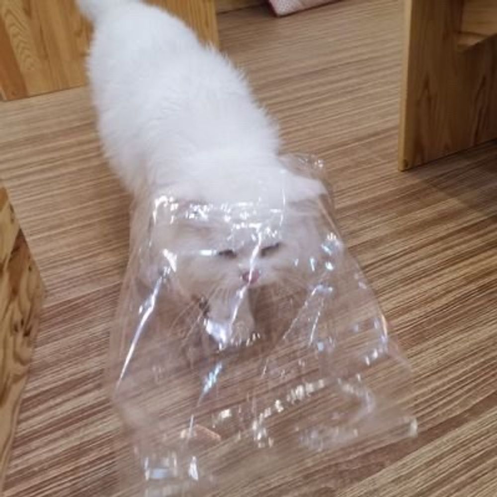 カピパークラ⭐️