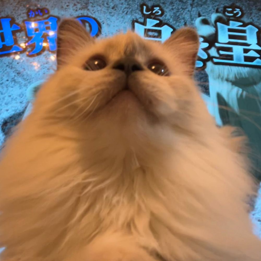 さしみ