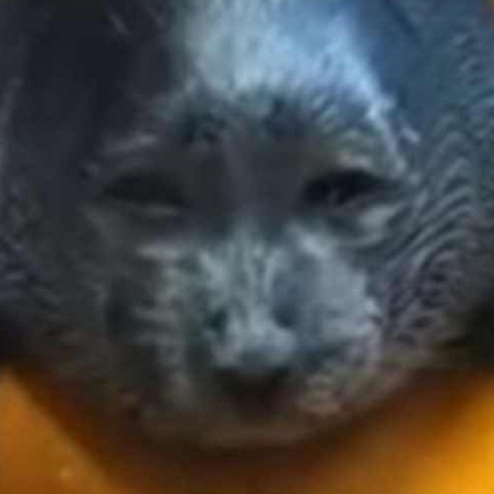 💤 ᴹᵃᵖˡᵉ