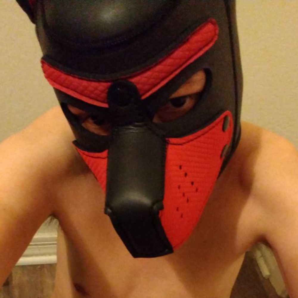 Skoll puppy