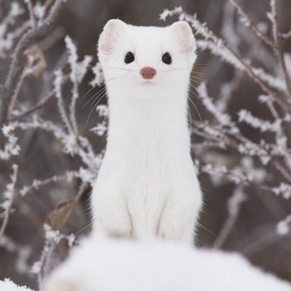 Ferret.