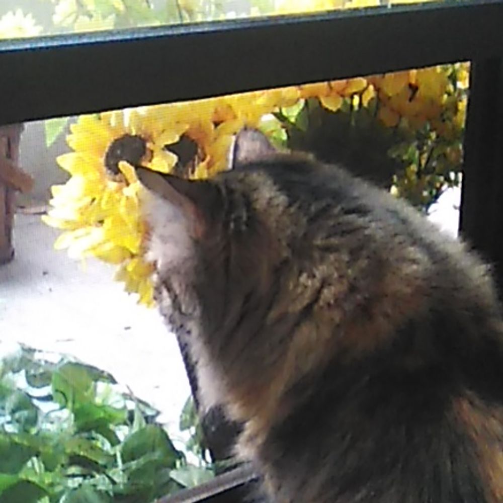 Helga Tabby