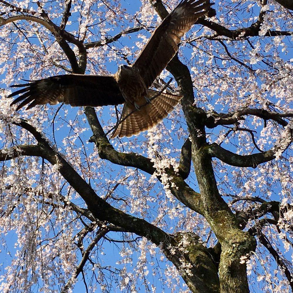 まろ