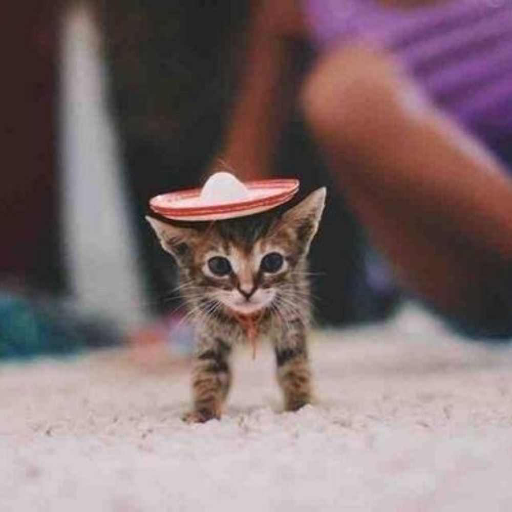 Minimum_Cat