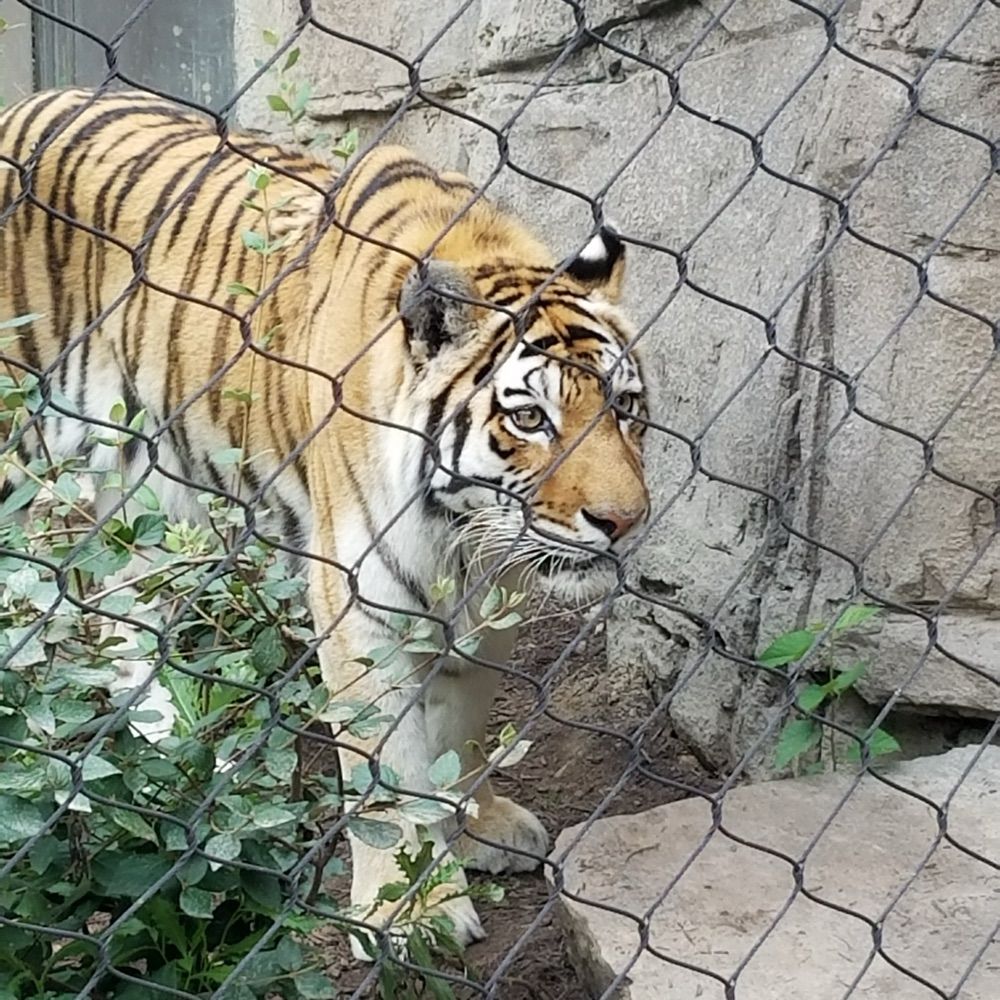 Tiger